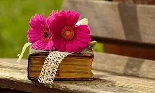 Rosa Gerbera-Blumen liegen auf einem alten Buch mit einer Spitzenschleife.