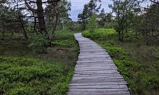 Ein Holzsteg führt durch eine Wald- und Heidelandschaft.